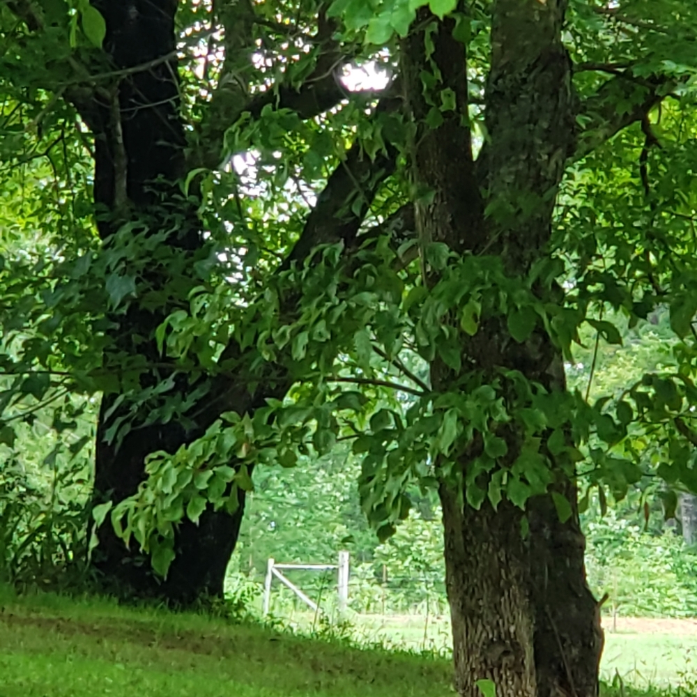 Meet your Posher, Jeannie